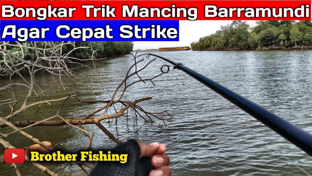 Cara cepat Strike Mancing kakap putih di muara, umpan udang hidup