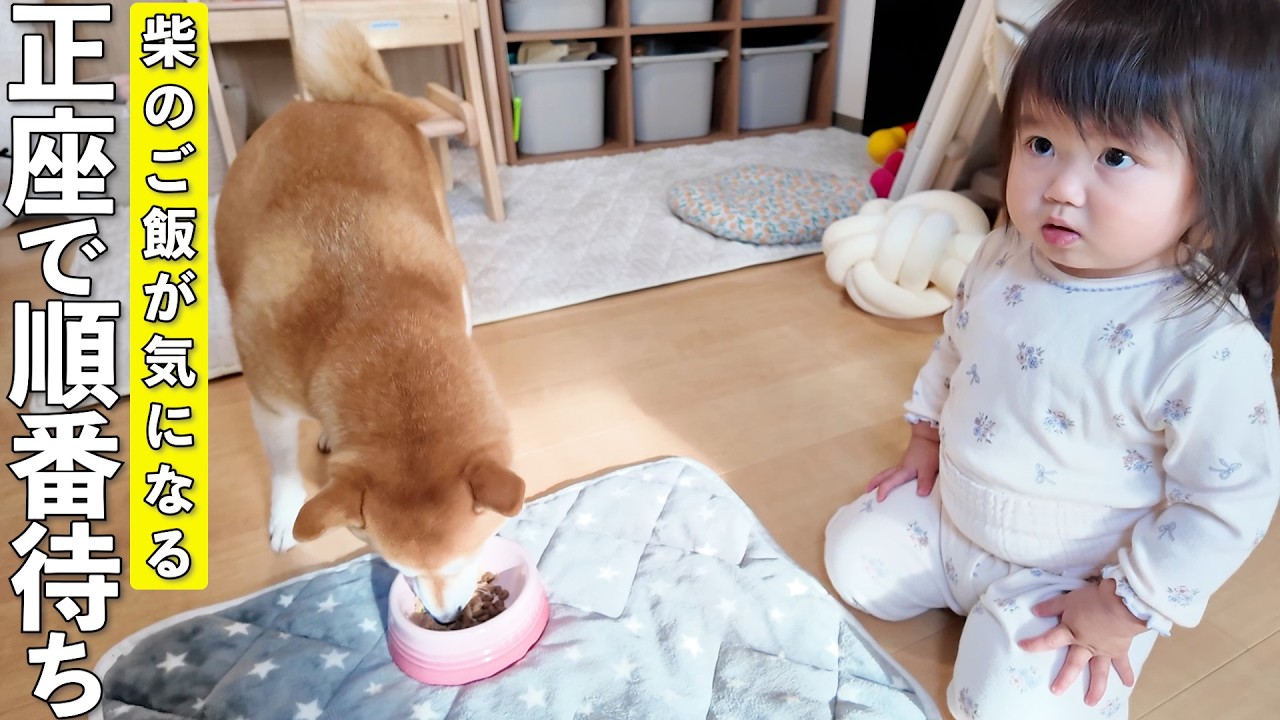 美味しそうな柴犬のご飯を見て正座で提供待ちする2歳児が可愛すぎましたw