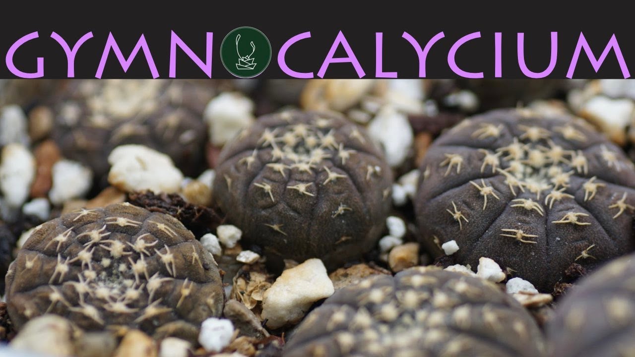 Gymnocalycium | Vlad Andrenkov【TCSC Monthly Meeting】20220118