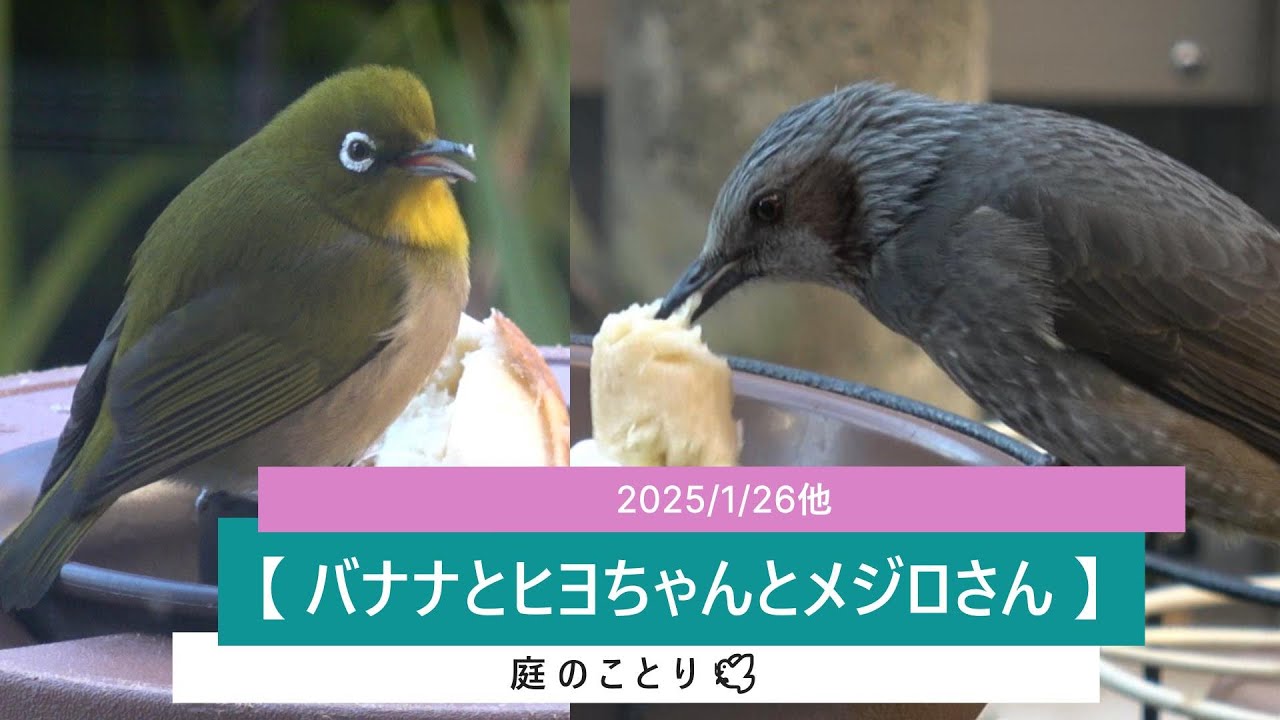＜No.132＞【バナナとヒヨちゃんとメジロさん】20250126他