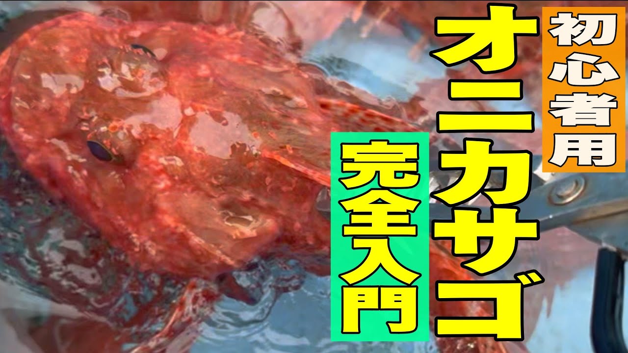 《京都・裕凪丸》【解説・京都丹後半島版】鬼カサゴは簡単に釣れる！鬼カサゴ　オコゼ　ガシラ　丹後半島2024 11 17オコゼ