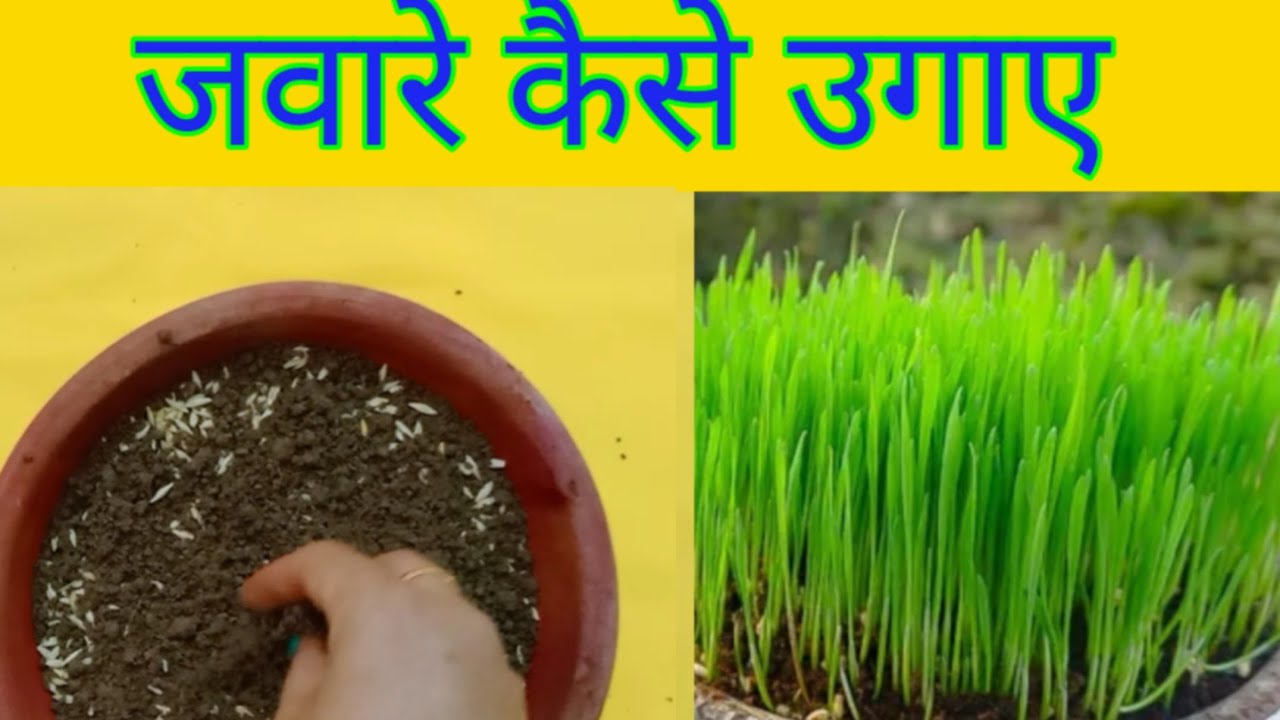 जवारे कैसे उगाए /नवरात्रि में जवारे कैसे उगाएं|jaware kaise ugaye/Navratri mein jaware kaise ugaye.