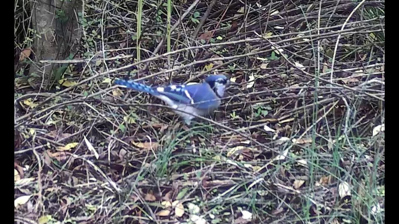 Early December 2025 (birds, raccoon)