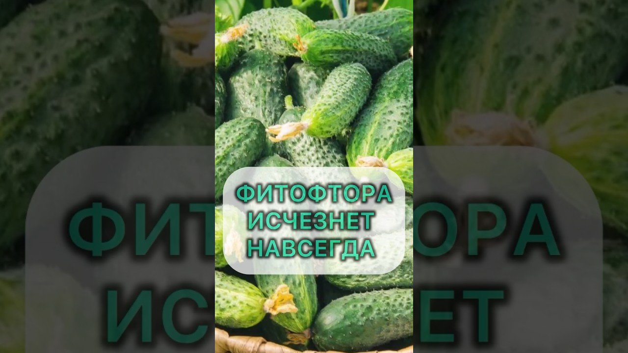 СЕКРЕТ БОРЬБЫ С ФИТОФТОРОЙ #огород #дача #овощи #огурцы #томаты #фитофтора
