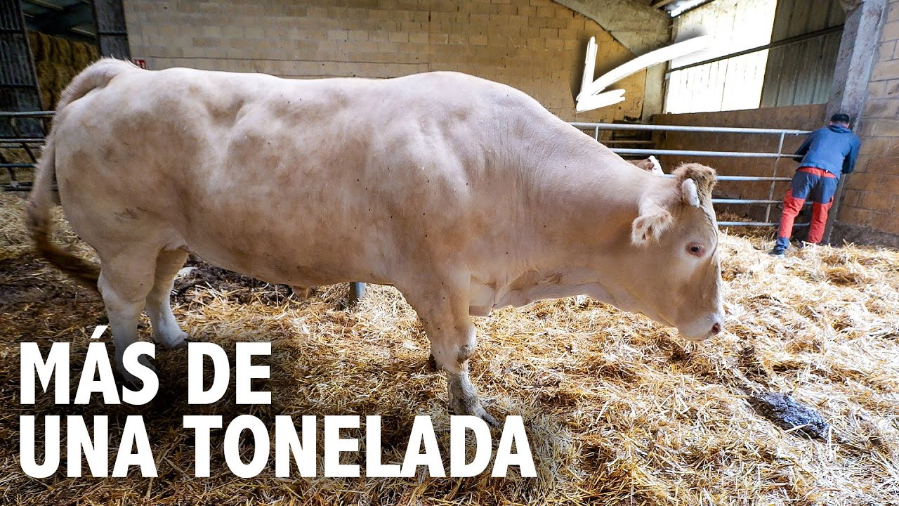 🔥COMPRO un BUEY Auténtico en medio del MONTE | Tradiciones PERDIDAS | Etxezarreta