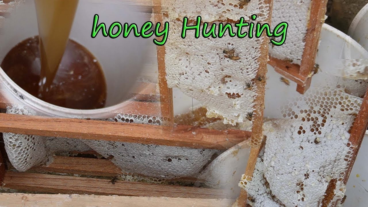 honey hunting | beekeeping in Nepal | Himalayan honey hunting