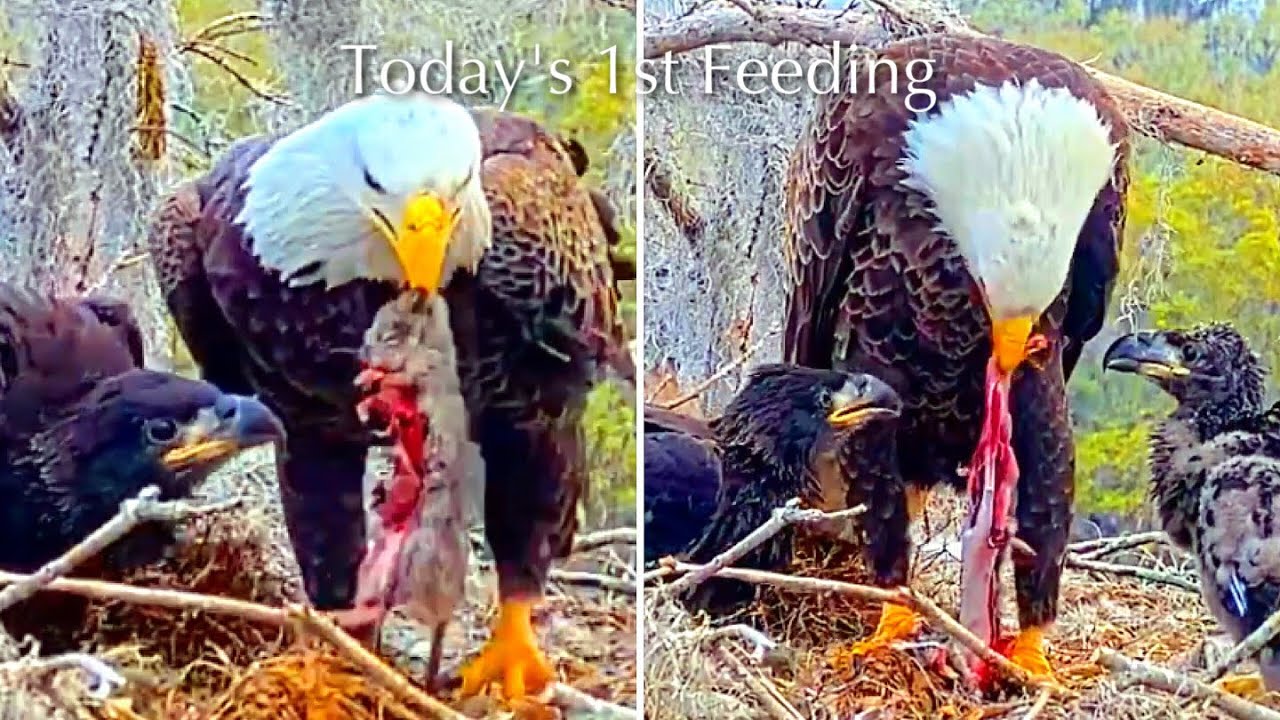 #333🦅Brutus🐥49° & Peanut🐥44°／Winter Park Eagle Nest 2026／Against All Odds:One-Eyed Mom／Wink💗Atlas