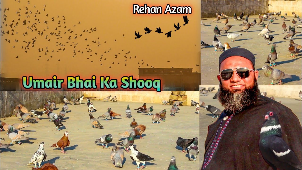 Umair Bhai K 400 Pigon Ka Setup : New Kabotar Ki Laraiya | Umir Bhai VS Bilal Bhai | Kabotar