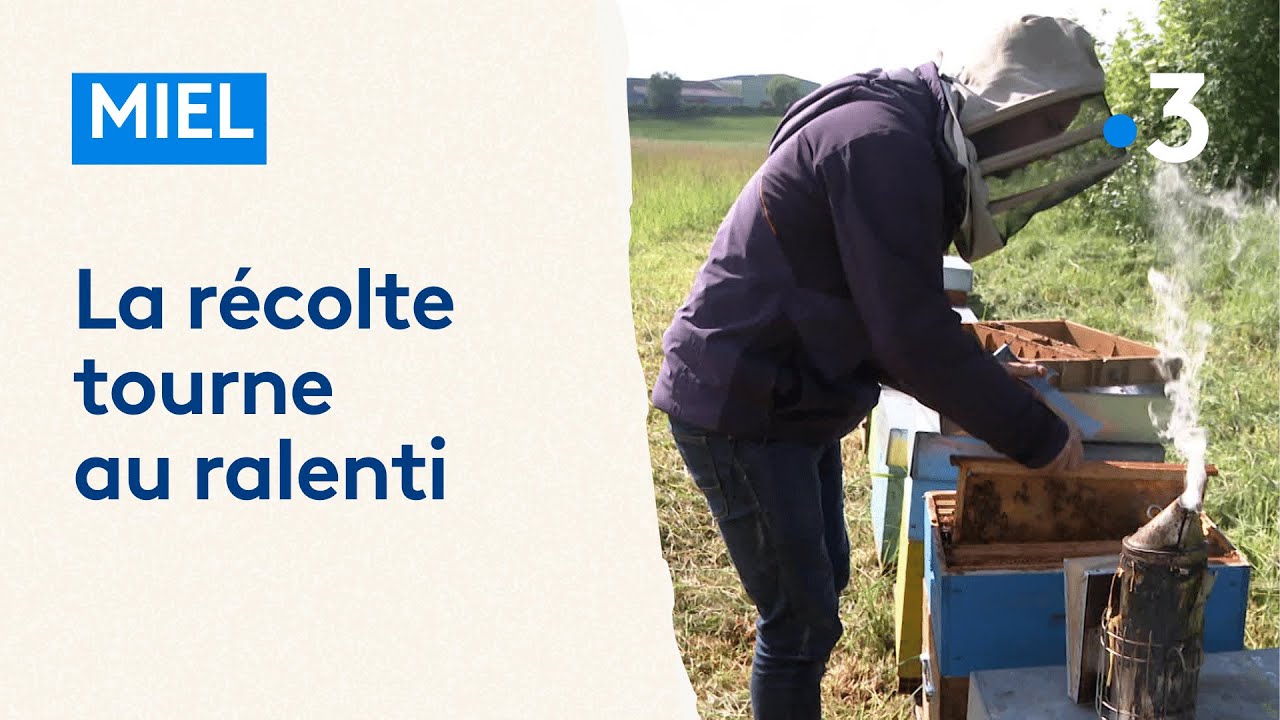 A cause de la météo, la récolte de miel tourne au ralenti dans les Ardennes