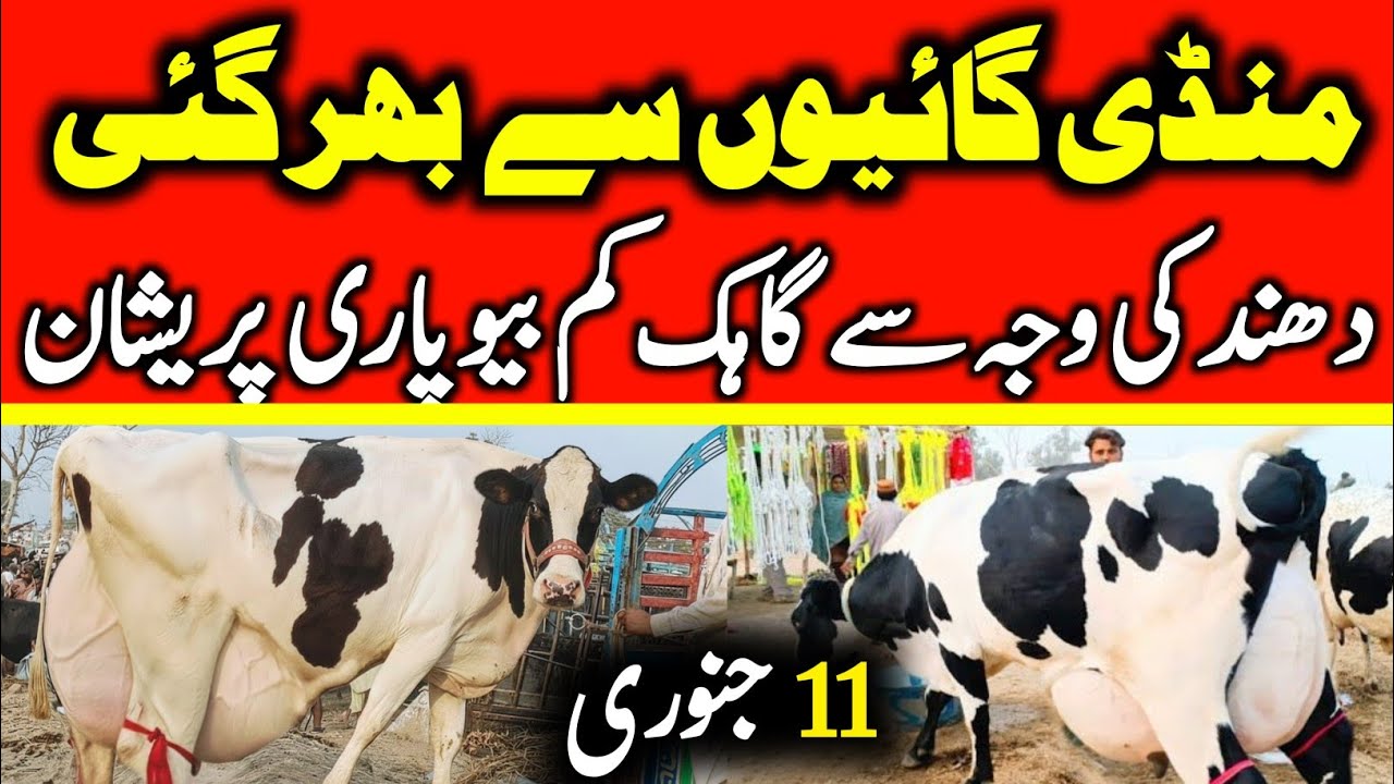 Today Malumor Mandi Jhang Update | Cows Fresh Rates Update | Cow Mandi 2026