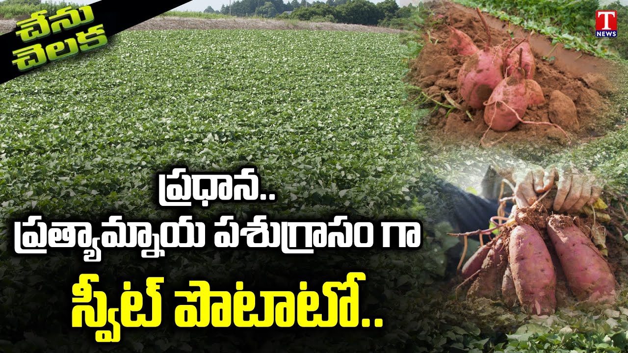 Chenu Cheluka : Best Feed Formula For Cattle, Sheep & Goat by Nadendla Brahmaiah | T News