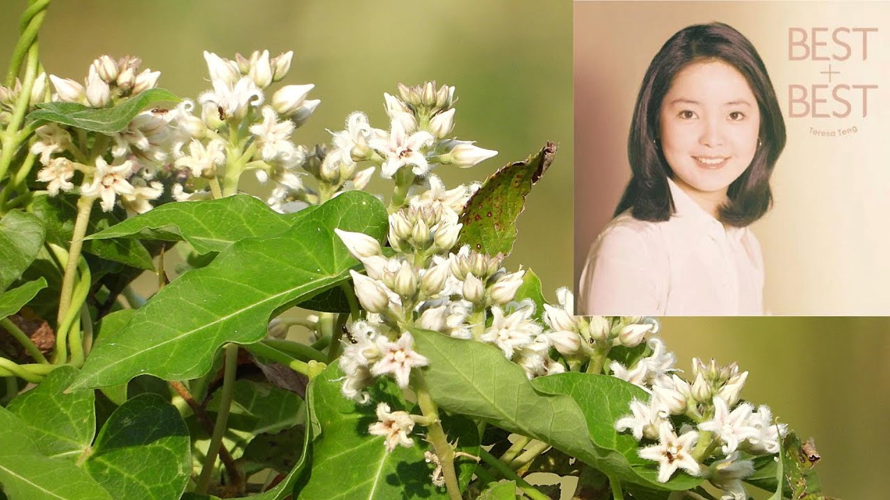 夜來香＃テレサ・テン#TeresaTeng（1中国語 Chinese Language  2 日本語 Japanese）