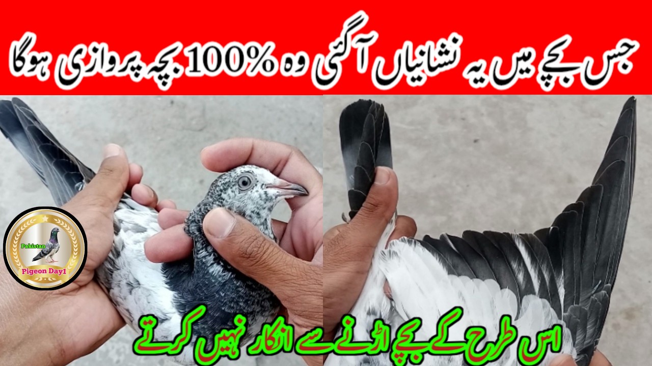 Amazing Baby Pigeon Tips | Acchay Bacchay Ki Pehchan | Pigeon Day1