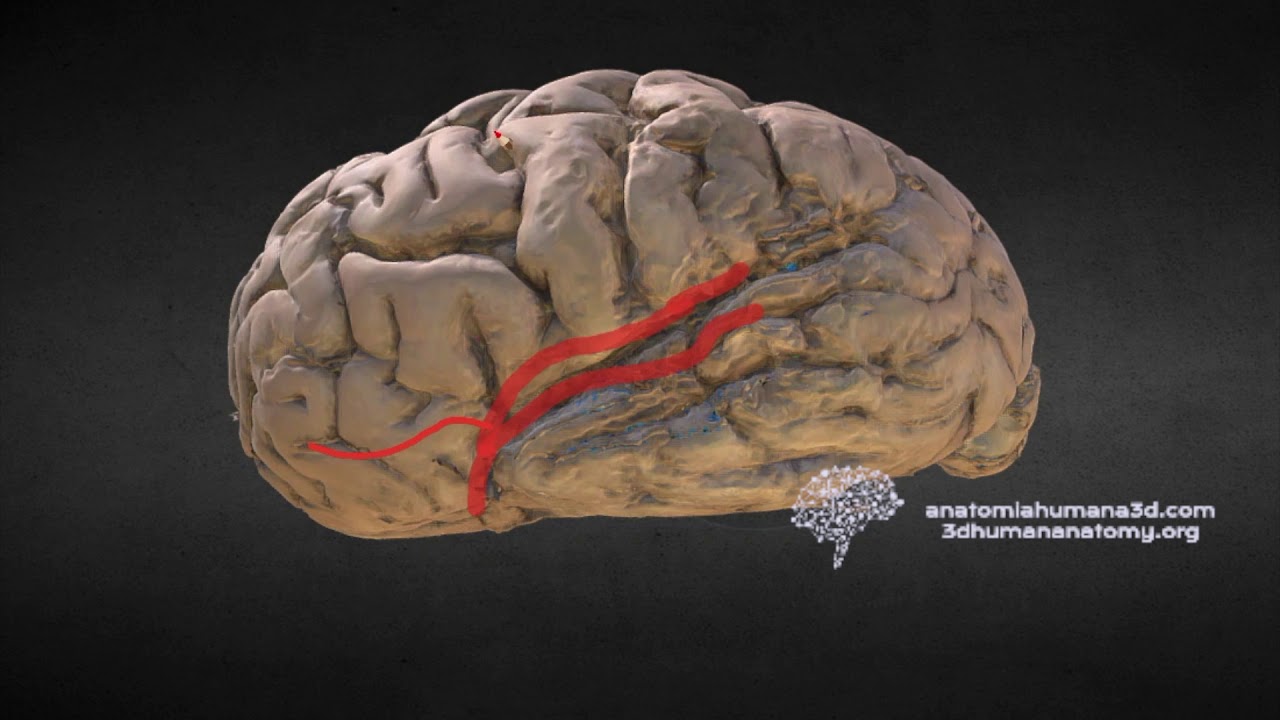Anatom&iacute;a de la Arteria Cerebral media en 6 minutos!! Cerebro 3d real.
