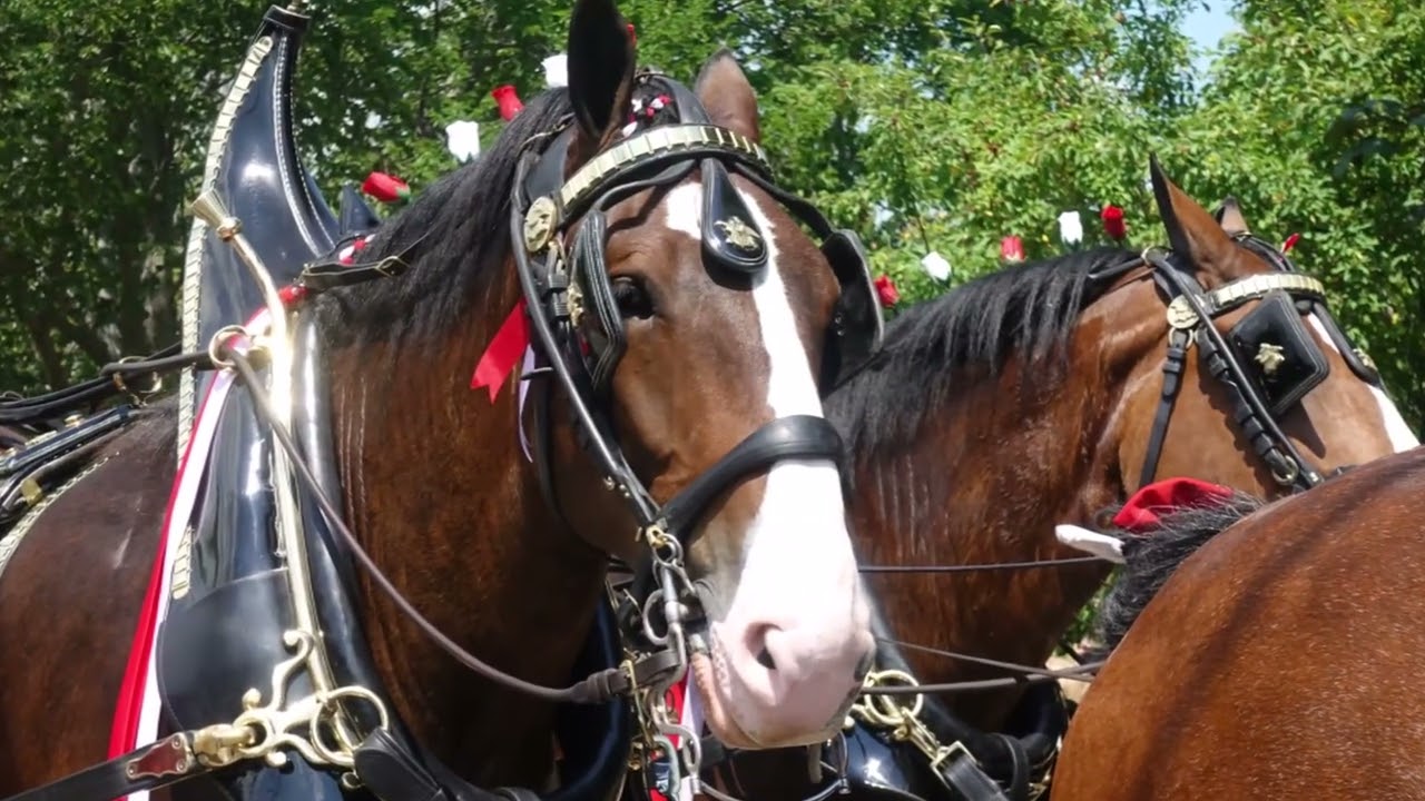 Clydesdales at the Hampton Falls Tricentennial