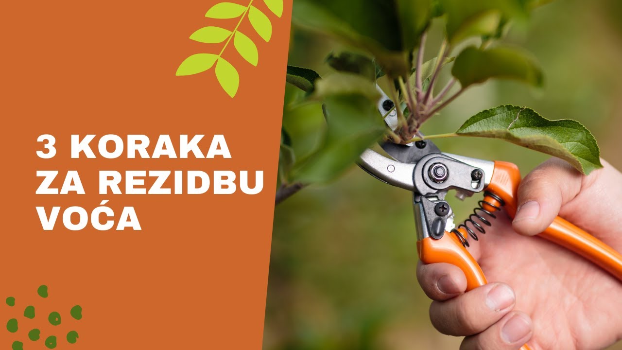 Zimsko Orezivanje Voćaka u Samo 3 Koraka | Kako Brzo Shvatiti Principe Rezidbe?