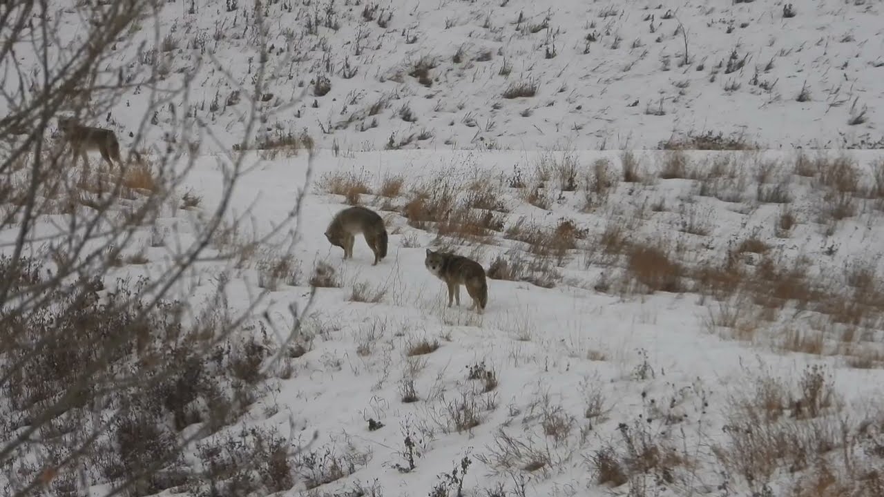 Baby Coyote Siblings at Play in Snow Before Going Home (2025 December 13)