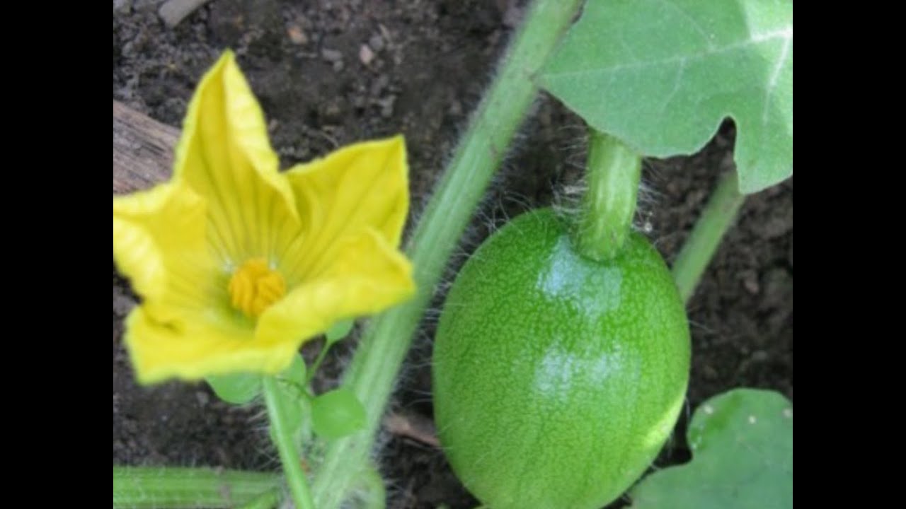 60.Посадка арбузов проверенным способом.