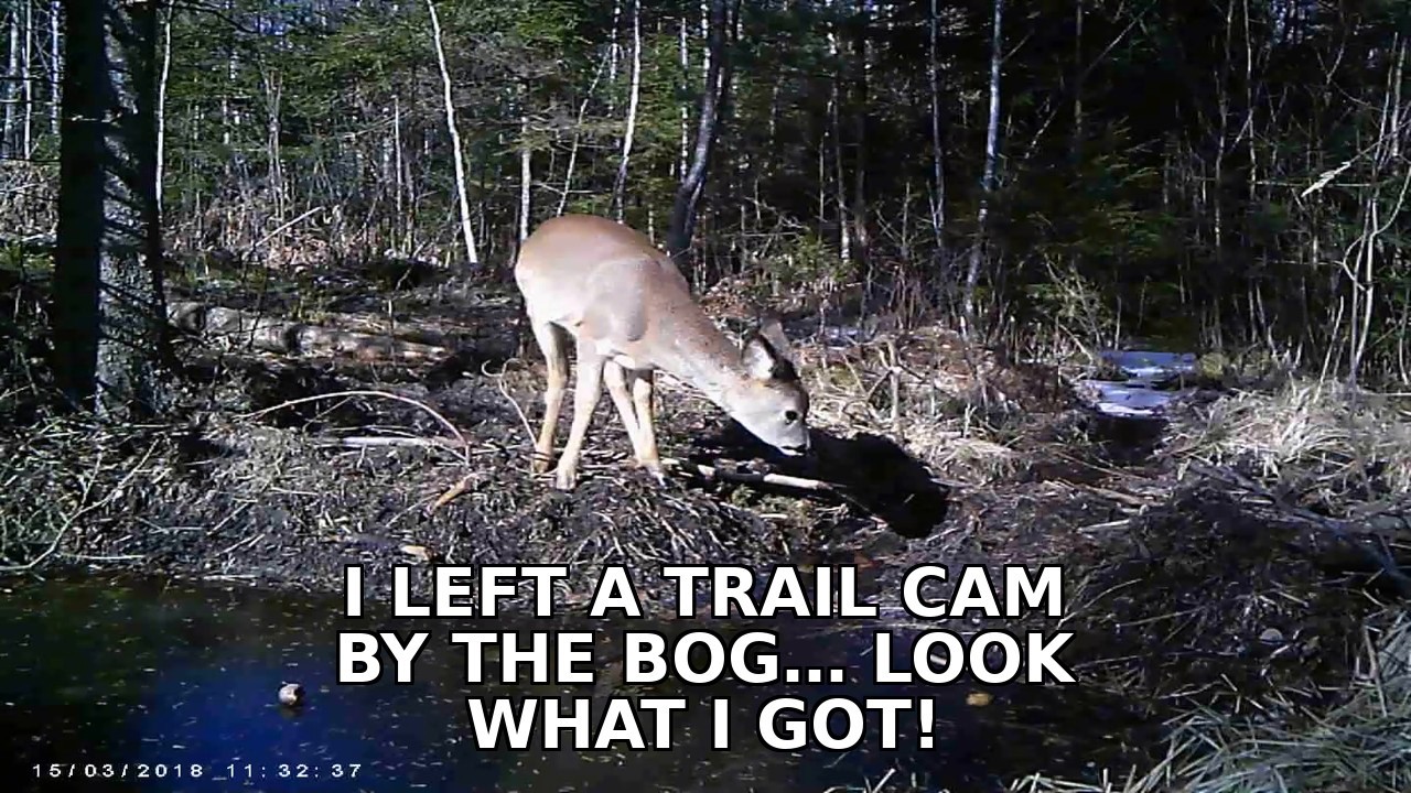 I Left a Trail Camera by the Bog… Look What I Captured