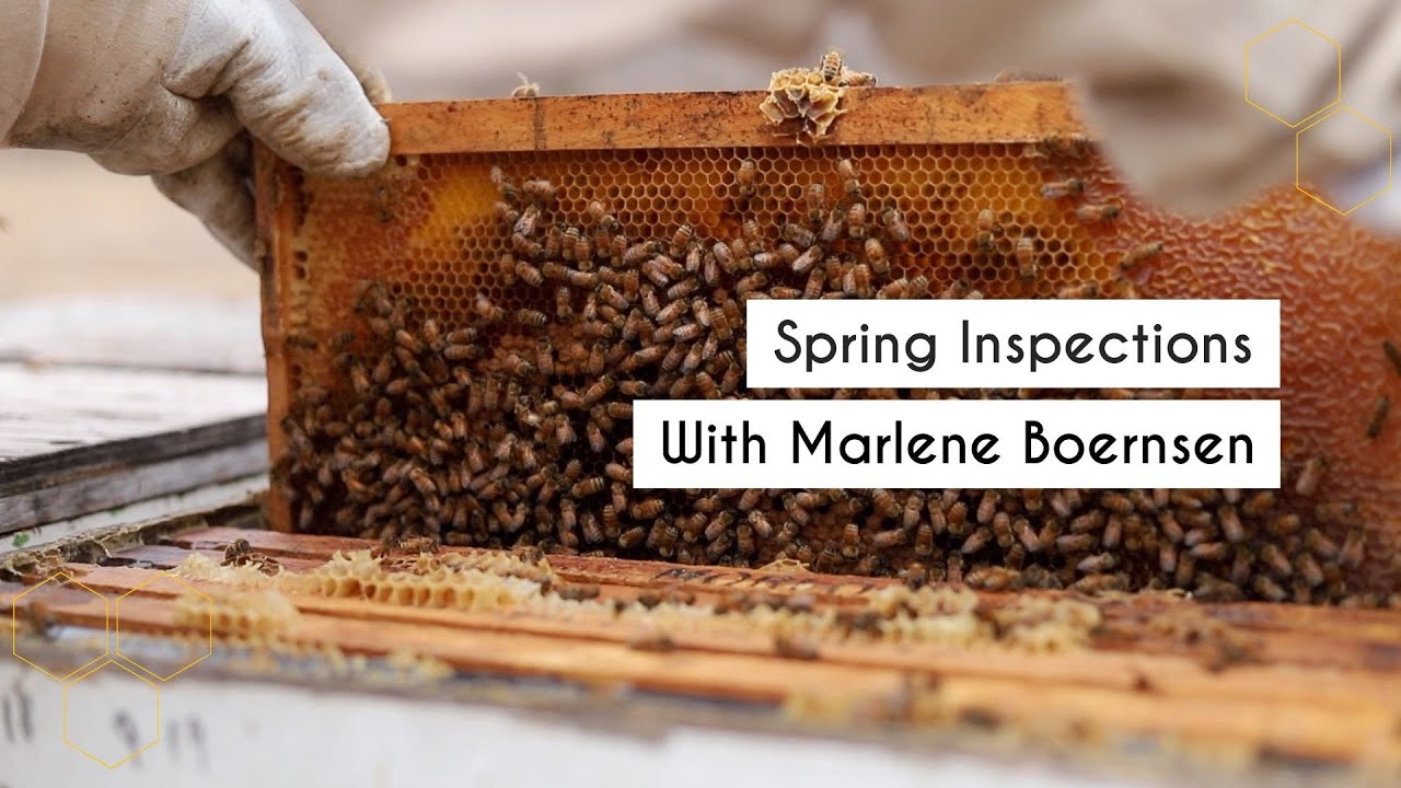 Spring Hive Inspections With Sioux River Bees | Premier Bee Products