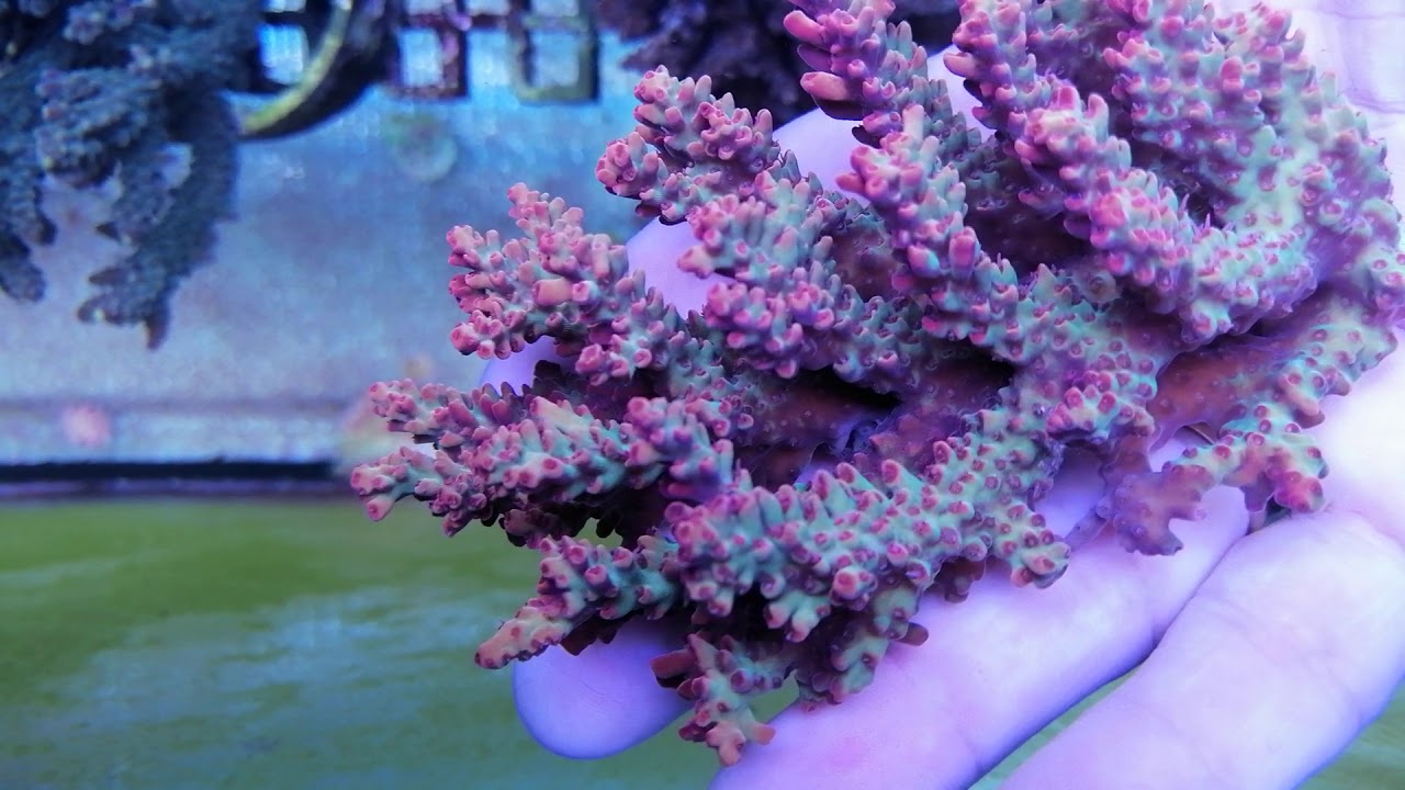 Acropora Microclados strawberry shortcake coral gandalf