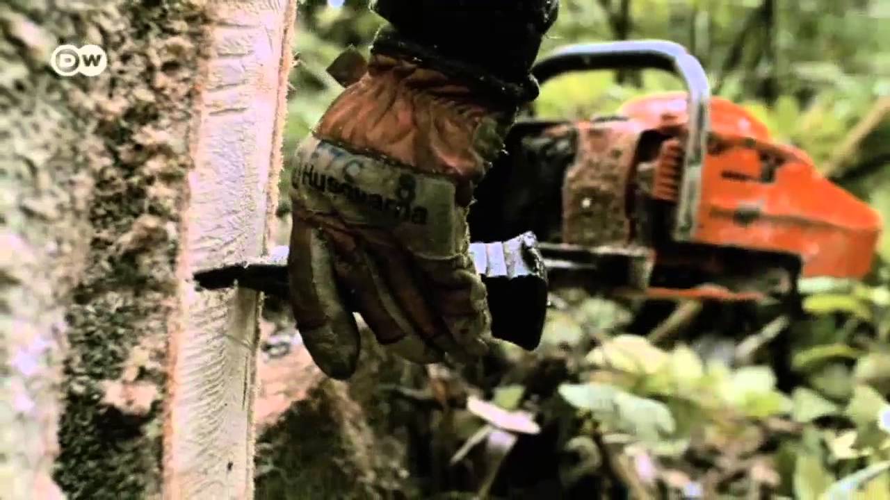Fidschi: Herausforderung Waldschutz | Global 3000