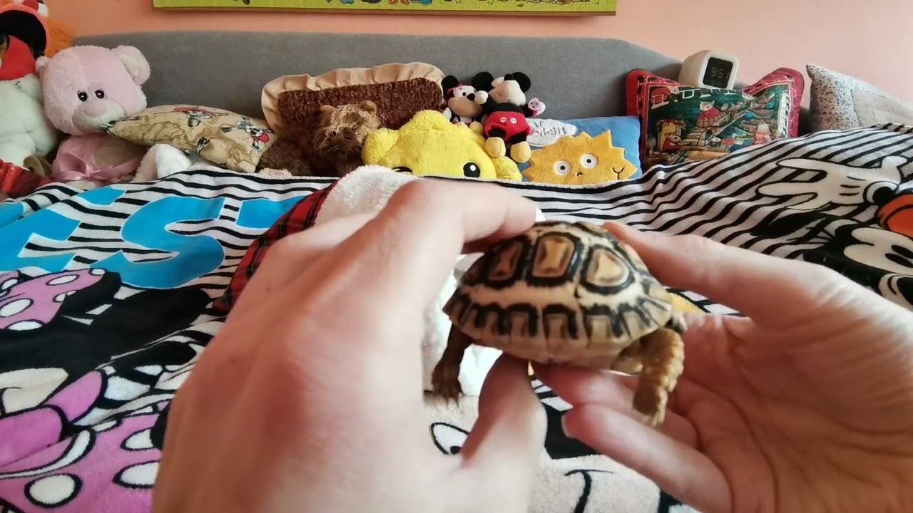 Moje nové zvířátko - odhalení ;)