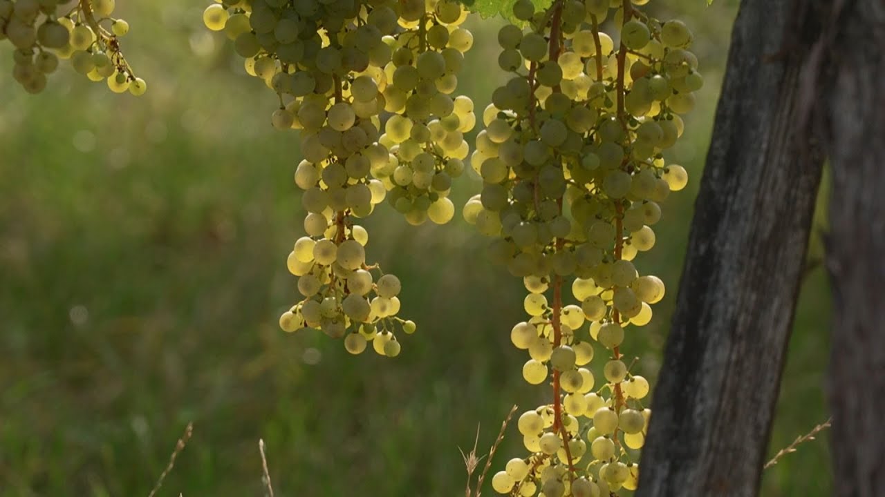 Van, ahol jav&aacute;ban zajlik m&aacute;r a sz&uuml;ret Tokaj hegyalj&aacute;n