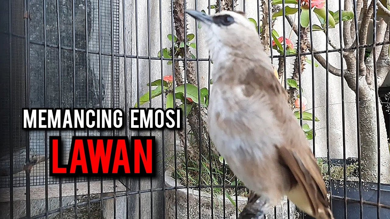 trucukan gacor TARUNG ROPEL PANJANG pancingan trucukan agar bunyi jadikan burung trucuk gacor NYAUT