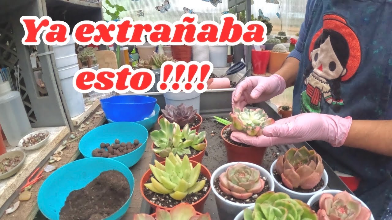 Chismecito y Plantando después de mucho tiempo de no hacerlo. 