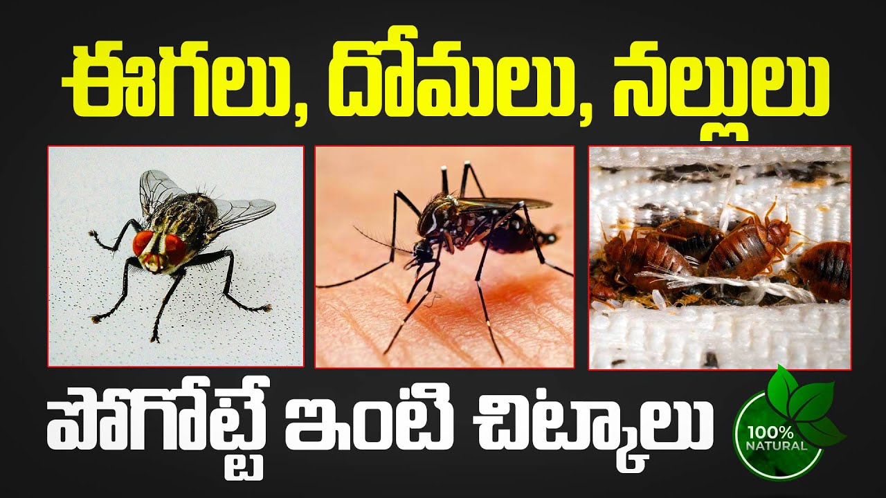 ఈగలు, దోమలు, నల్లులు - పోగొట్టే ఇంటి చిట్కాలు ! Flies, mosquitoes, Bed Bugs | Dr.Murali Manohar