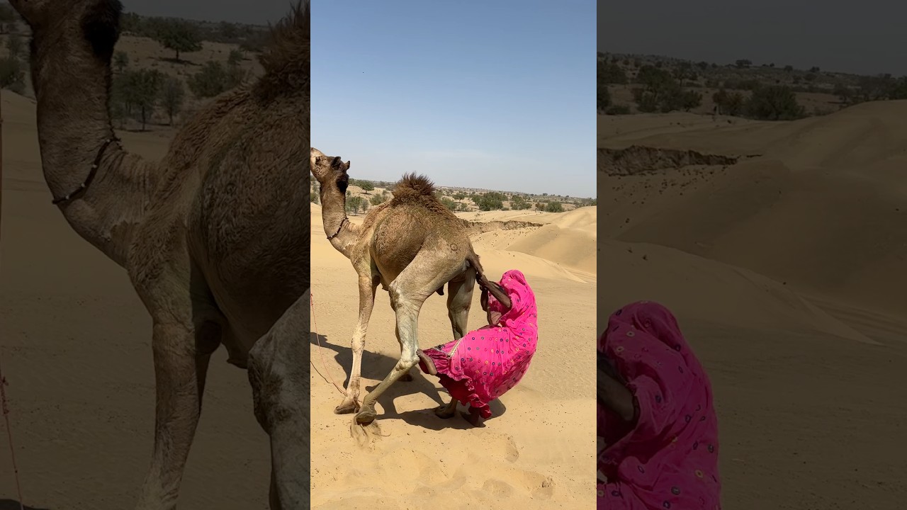 لحظة صادمة في الصحراء جسم عالق في ذيل الجمل والفتاة تلاحقه بسرعة