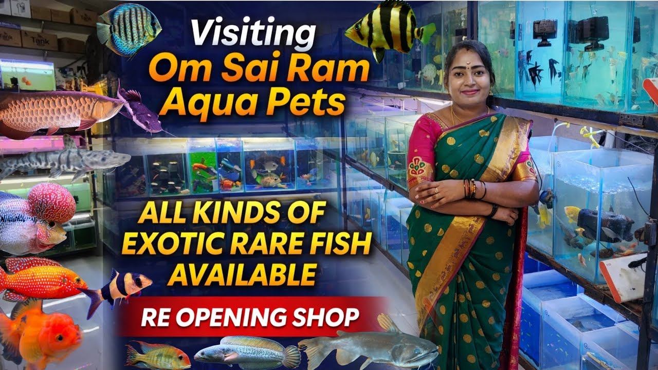 Om Sai Ram Aqua Pets | Exotic & Rare Fish Collection | Re-Opening Special