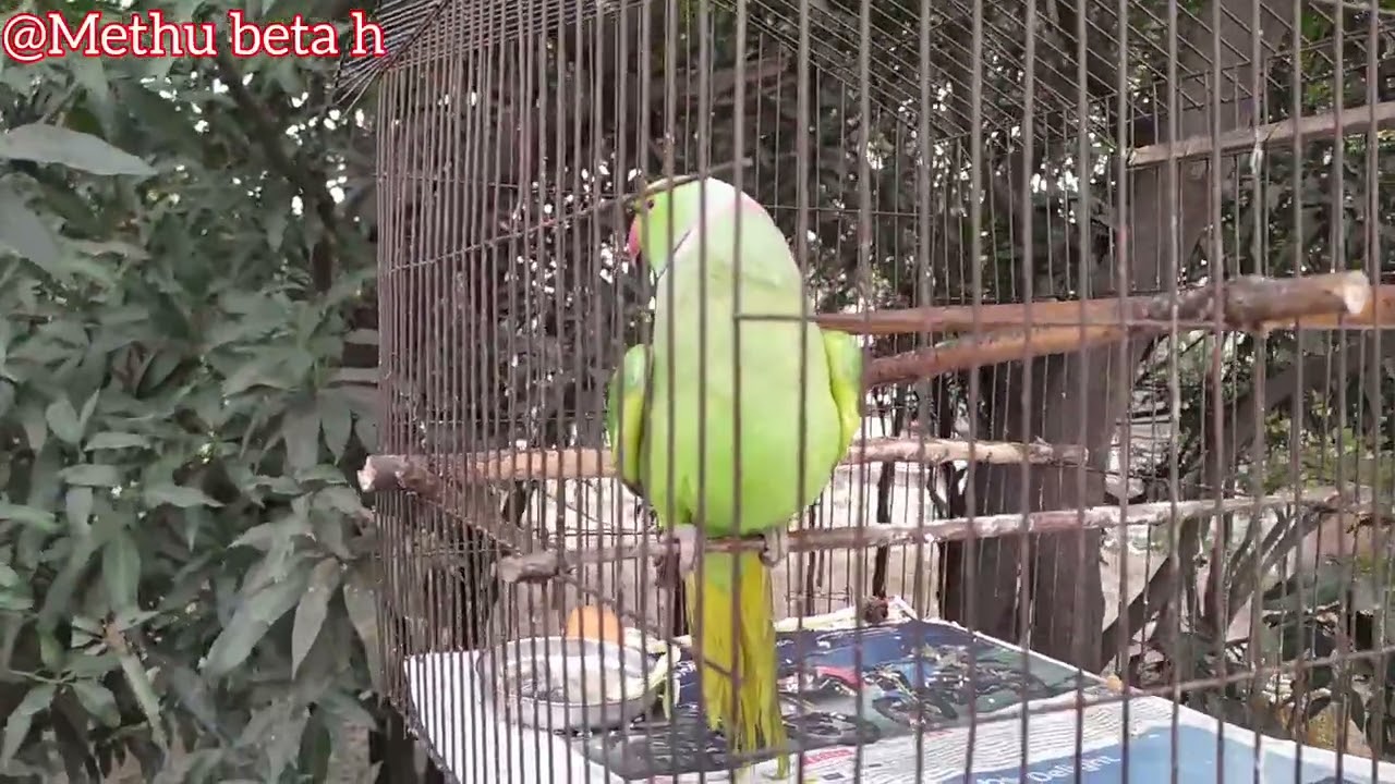 Methu game khlta h 🦜😏// methu // ytviral 