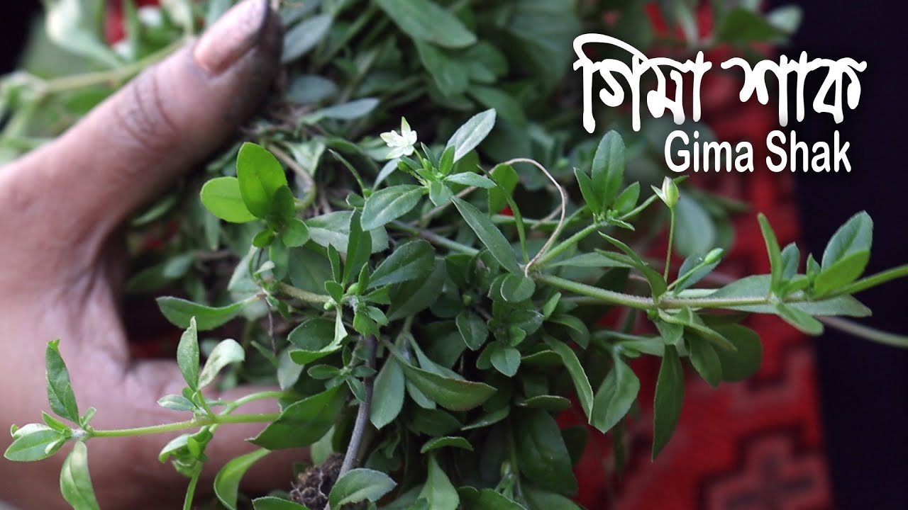 গিমা/ ডেমি/ ডিমি শাকের ব্যবহার ও উপকারিতা || Gima/ Dime shak uses and benefits || James Baroi
