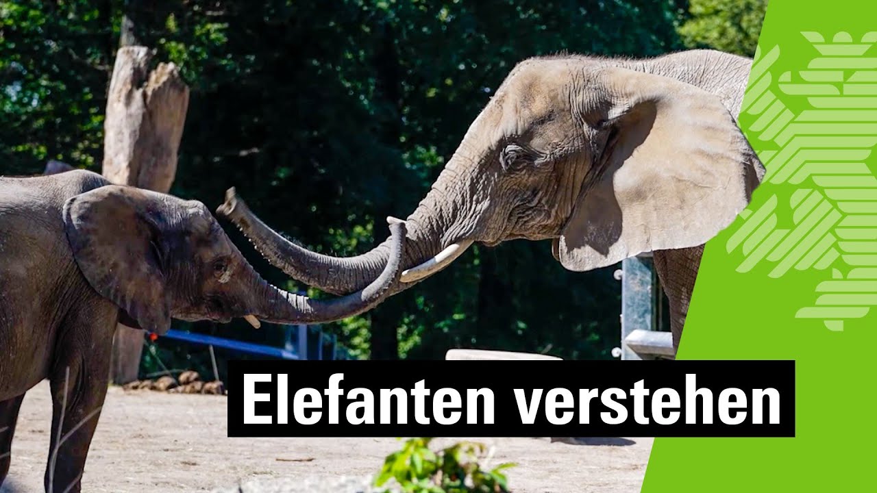 Soziale-Verhaltensforschung von Elefanten