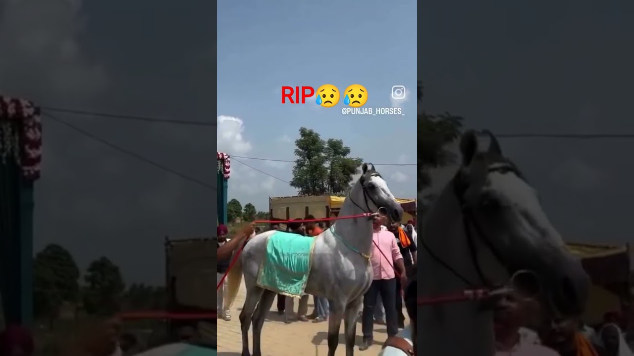 stallion fateh jung miss you