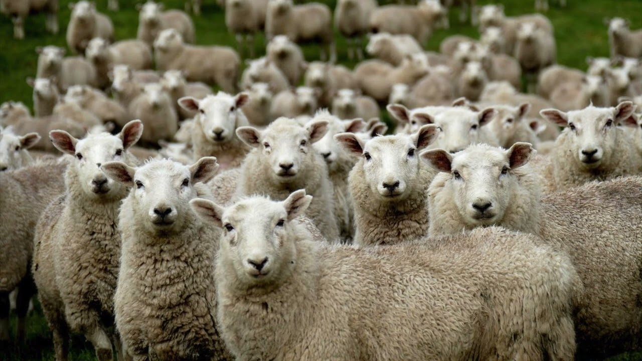 The Sheeple People