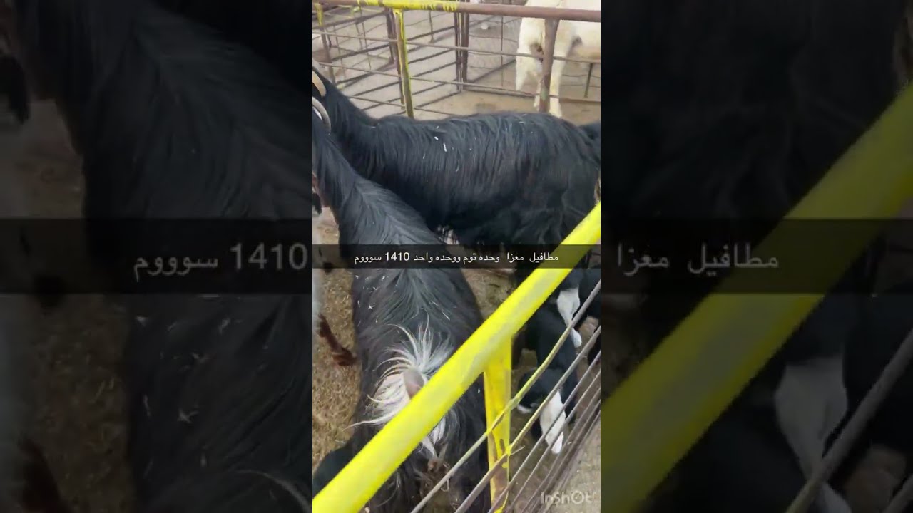 تغطيه ممتعه ل سوق الغنم حفر الباطن