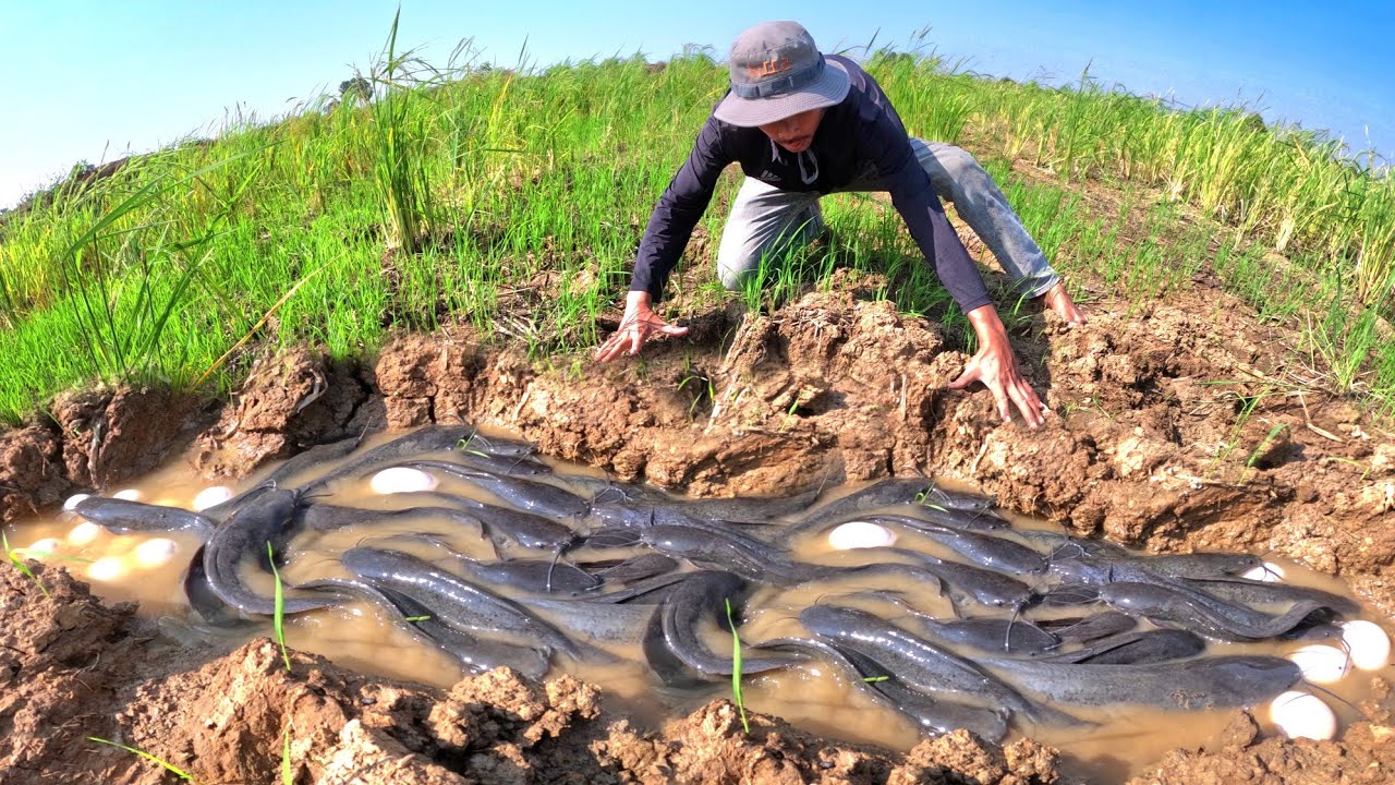 catch a lot of fish in water and pick duck eggs after the rain