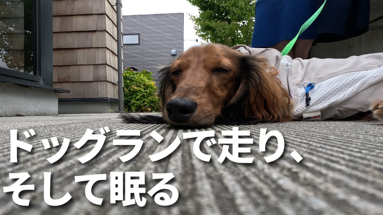 【多頭飼い】ダックス2匹の公園お散歩【ミニチュアダックスフンド】