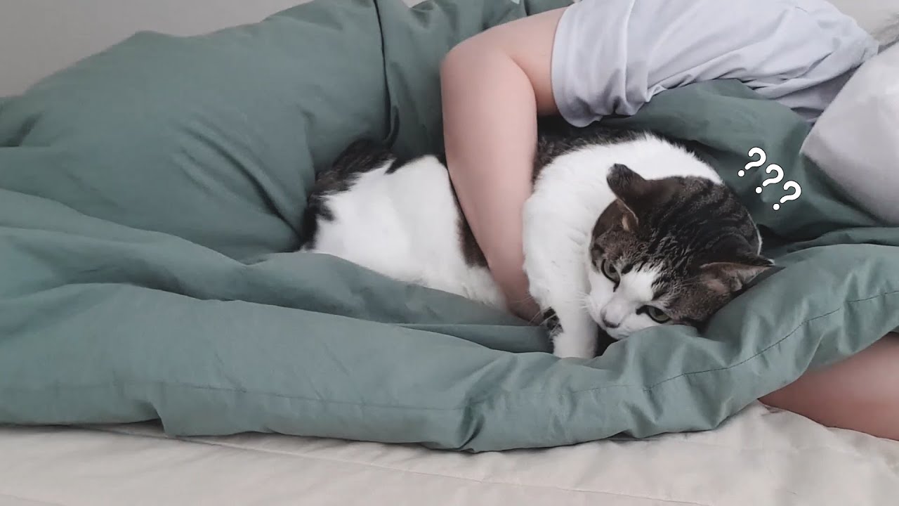 꼬옥 안아줘야만 잠자는 츤데레 고양이