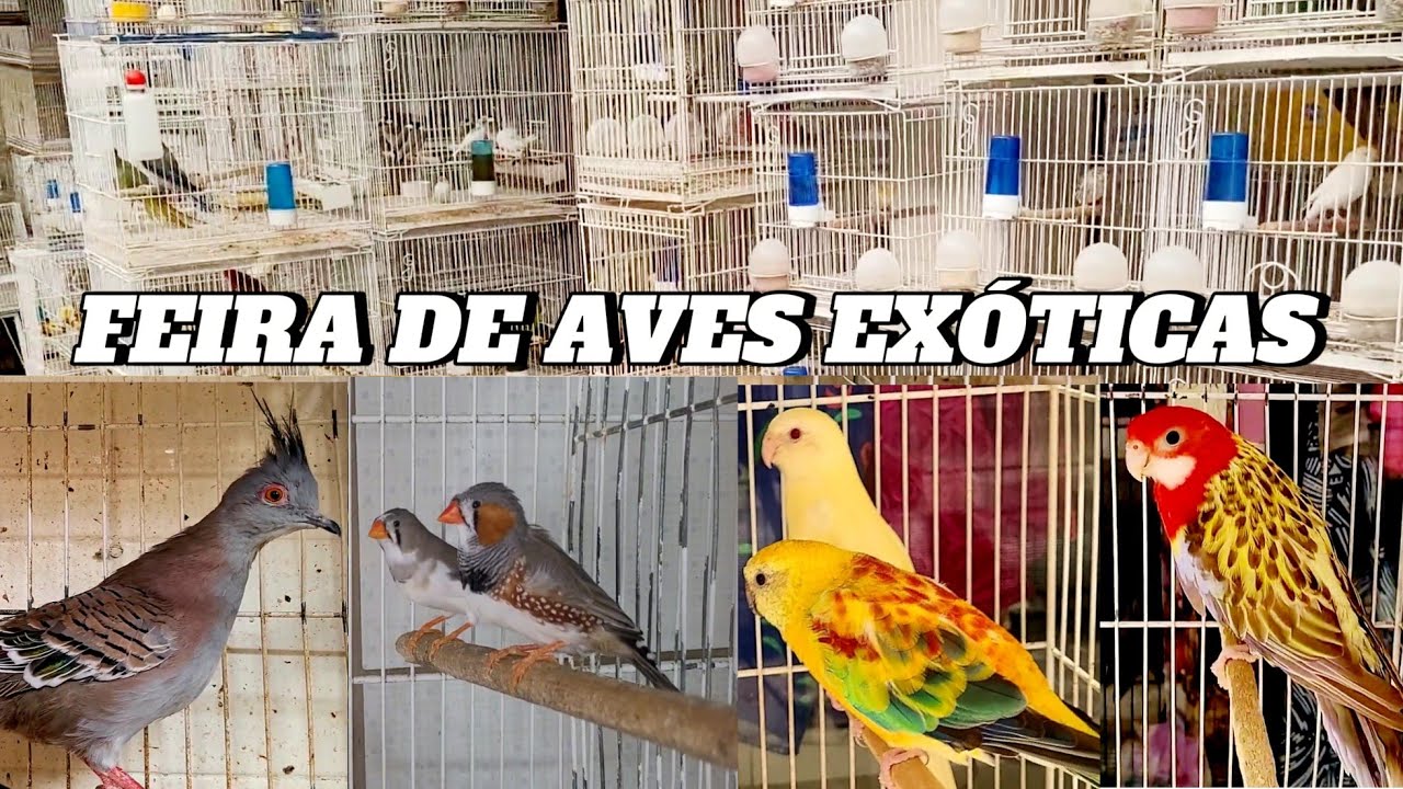 Feira de aves Exóticas no Bairro da Madalena em Recife