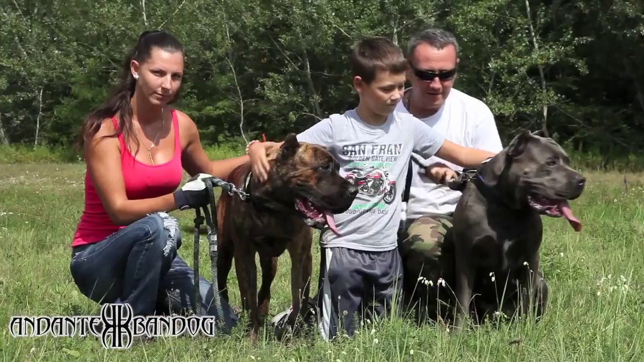 Andante Bandog Family & Andante Bandog Kennels - Slovakia🇸🇰 