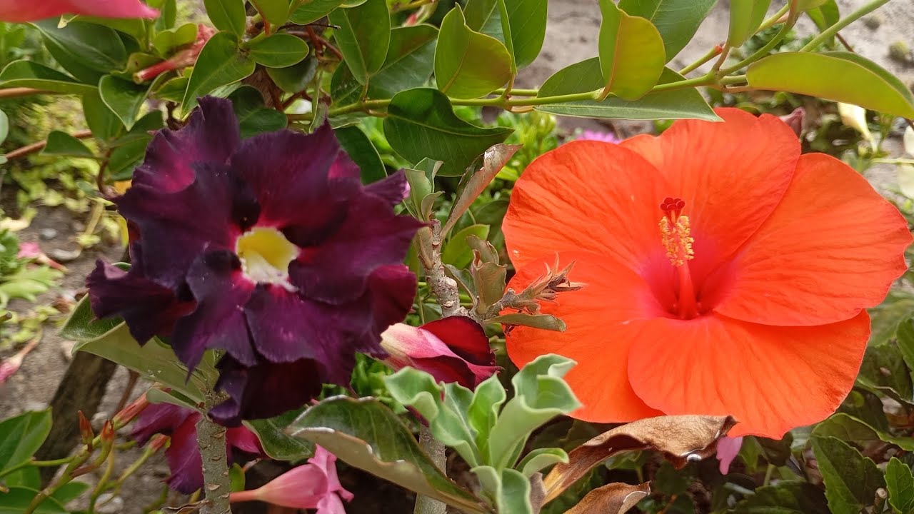 Plantas e Flores que Amam Sol Forte,o jardim está com muitas flores belíssimas,dicas  #plantas 