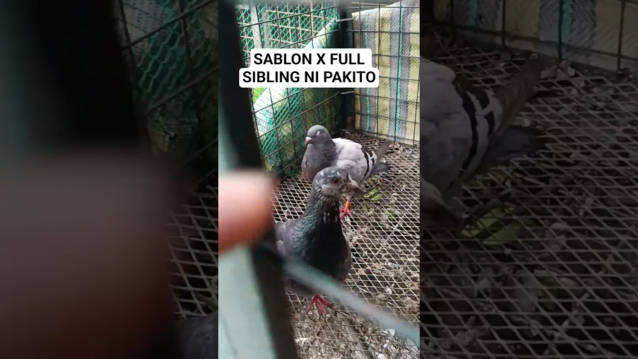 Grizzle na anak ni Sablon at kapatid ni Pakito! | #shortvideo #shorts