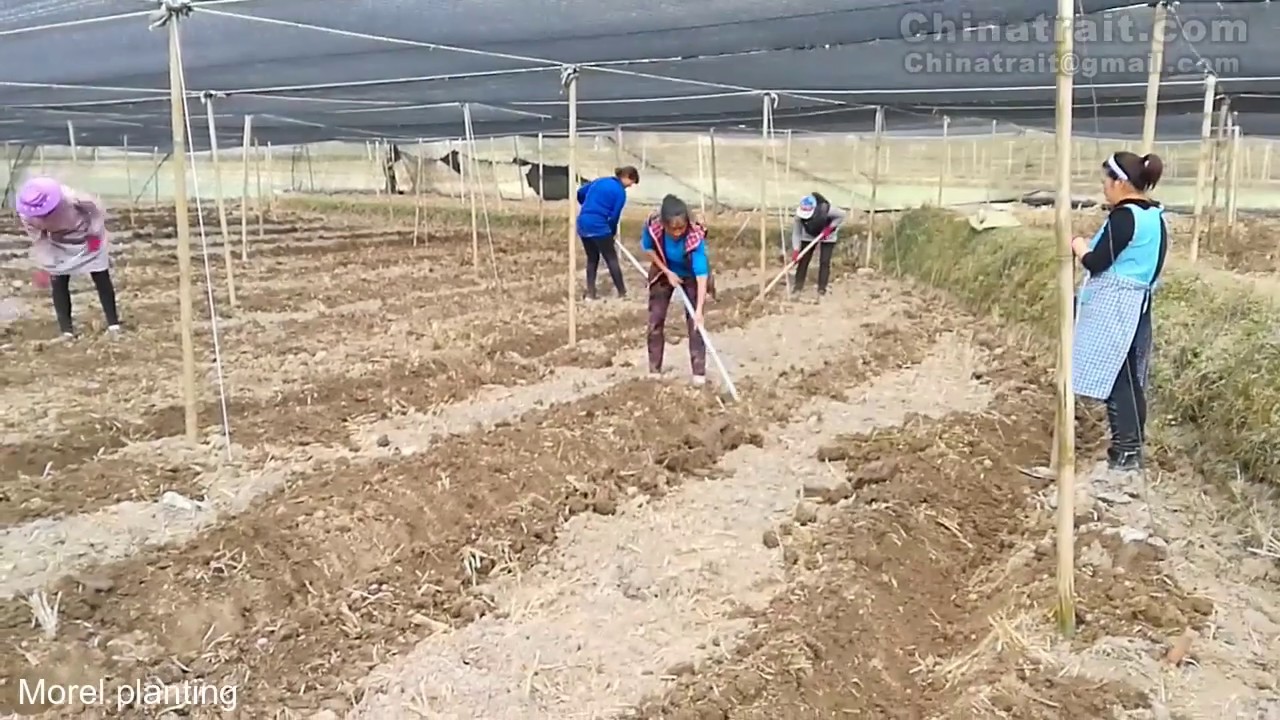 how to grow morel mushroom? morille Whole cultivation process