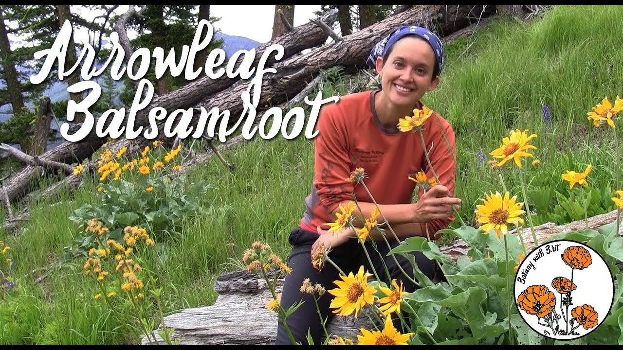 Arrowleaf balsamroot (Ep 8) - Botany with Brit