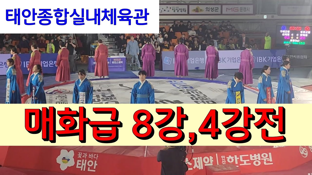 매화급8강 4강전 / 태안설날장사씨름대회/ 태안종합체육관 / #할리 Sports #씨름대회 #오늘도 한편 #족구대회 #족구 
