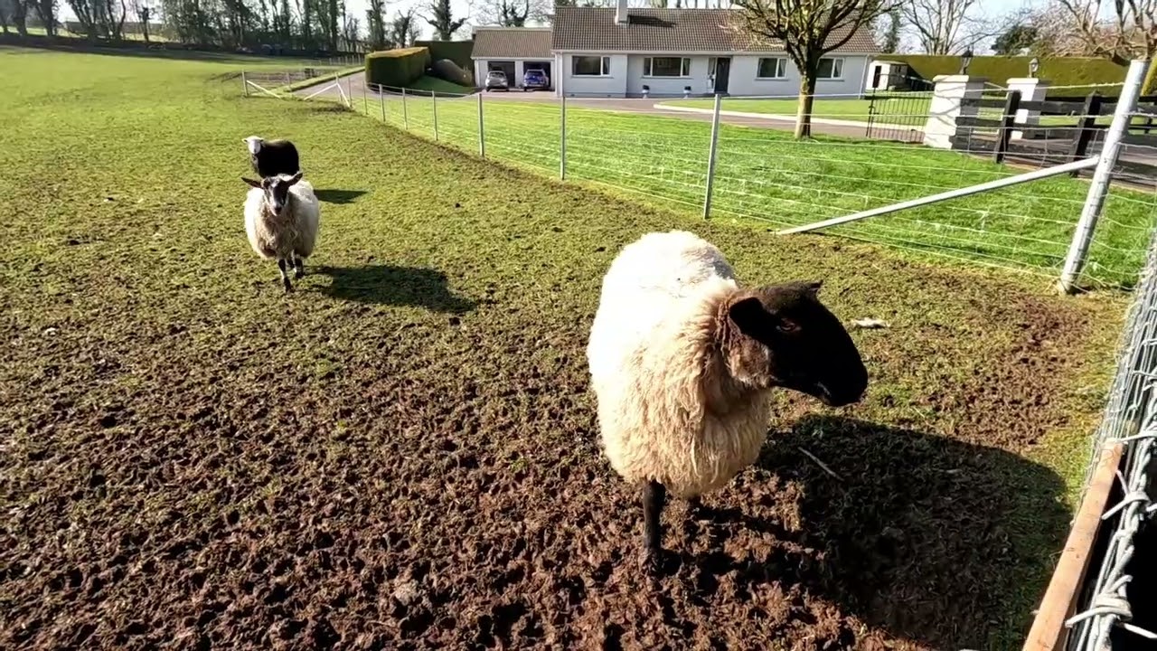 A walk around Kells & Connor ( Northern Ireland) and the old town road 9/3/25